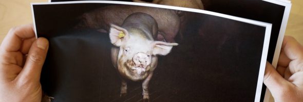Hemlig dokumentering på djurfabriker