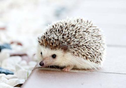 Digital self-defense for activists…in a hurry