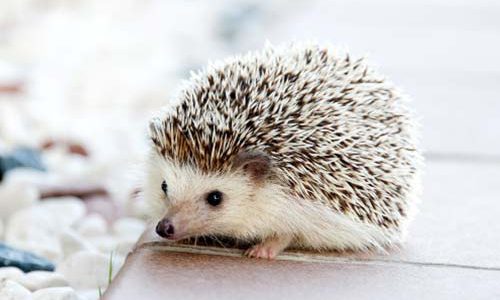 Digital self-defense for activists…in a hurry