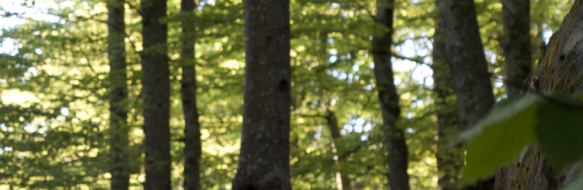 Broschyr för Bjärnums Naturreservat